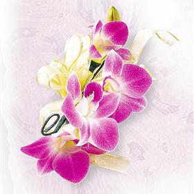 fwthumbCorsage Hot Pink & Cream Dendrobium Orchids.jpg